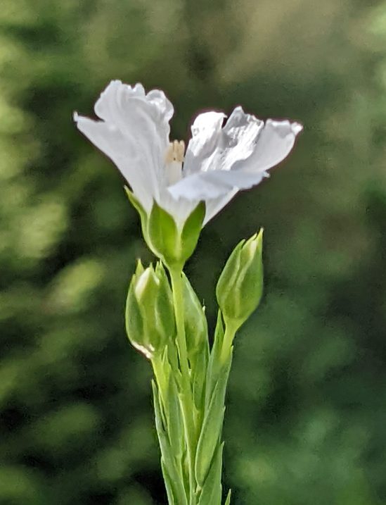 Weiße Blüte in der Seitenansicht - Flachs/Lein?