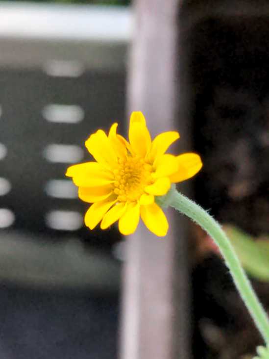 Gelbe Blüte der Färber-Hundskamille